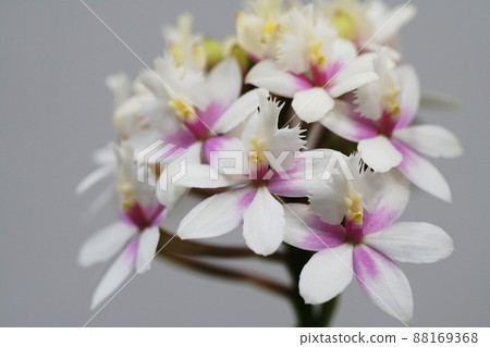 Cattleya Epidendrum 88169368