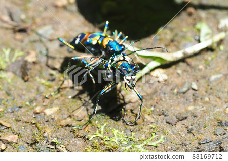 Hanmyo (Namihanmyo) pair Hanmyo (Namihanmyo) pair 88169712