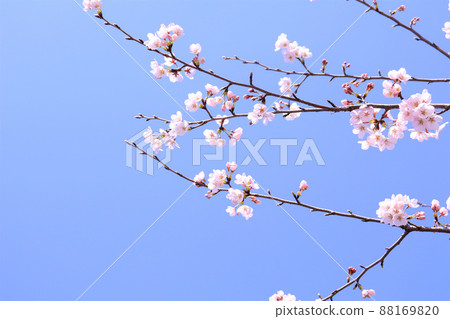 Sakura background in the blue sky 88169820