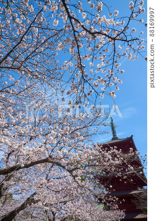Five-storied pagoda with cherry blossoms, Nakayama Hokekyoji Temple Five-storied pagoda with cherry blossoms, Nakayama Hokekyoji Temple 88169997