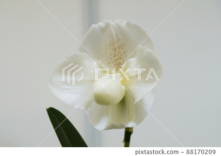 Paphiopedilum 88170209