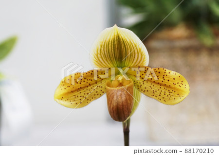 Paphiopedilum 88170210