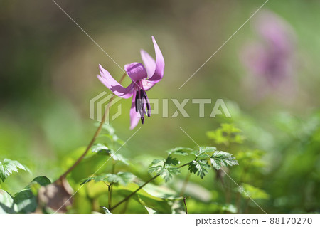 Katakuri花 88170270