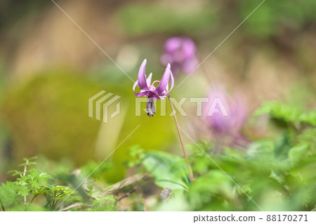 Katakuri花 88170271