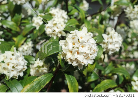 達芙妮花 88170331