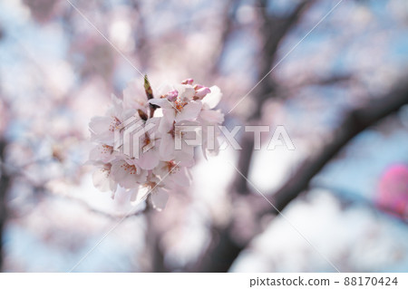 Cherry Blossoms Cherry Blossoms 88170424