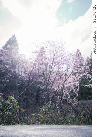 Sakura and the sun 88170426