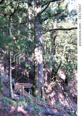 Tamaki shrine 88170607
