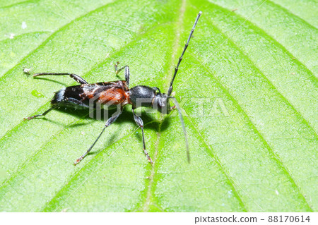 Longhorn beetle Longhorn beetle 88170614