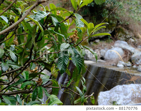 枇杷葉沿山澗 88170776