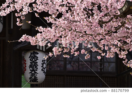 Kokuzo Horinji Temple Sakura Kokuzo Horinji Temple Sakura 88170799