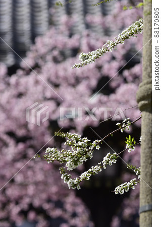 小櫻Hor 小櫻Hor 88170805