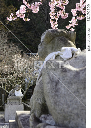 Kokuzo Horinji Temple Sakura and Komaushi Kokuzo Horinji Temple Sakura and Komaushi 88170809