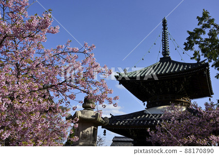 聖靈寺(佐賀縣釋迦堂)川津櫻和寶穗 聖靈寺(佐賀縣釋迦堂)川津櫻和寶穗 88170890