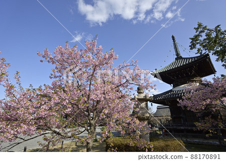 聖靈寺（佐賀縣釋迦堂）川津櫻和寶穗 88170891