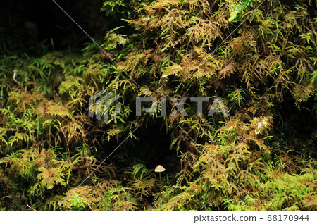Pleurozium schlegelii 和蘑菇 Pleurozium schlegelii 和蘑菇 88170944