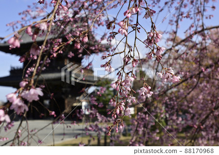 Seiryoji Temple (Saga Shakado) Kawazu Sakura and Niomon (Romon) 88170968