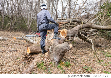 Logging work on the back mountain with a chainsaw 88171177