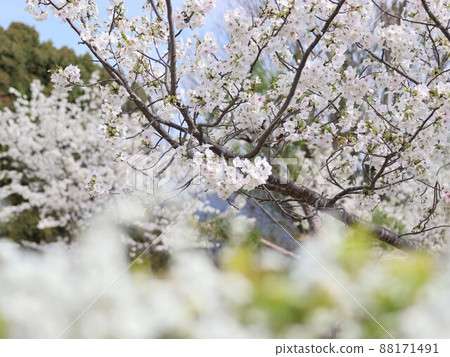 Warm spring sunshine and cherry blossoms 88171491