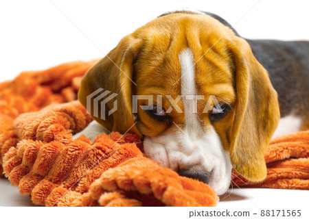 Beagle puppy lies with a warm orange blanket on white backdrop. Beagle puppy lies with a warm orange blanket on white backdrop. 88171565