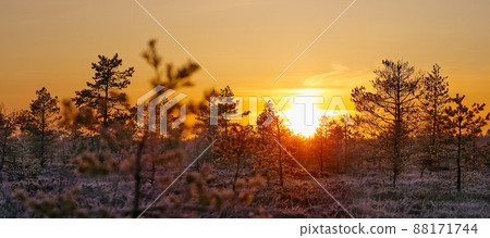 swamp landscape at sunrise. early morning at bog. sensitive sunrise in spring 88171744