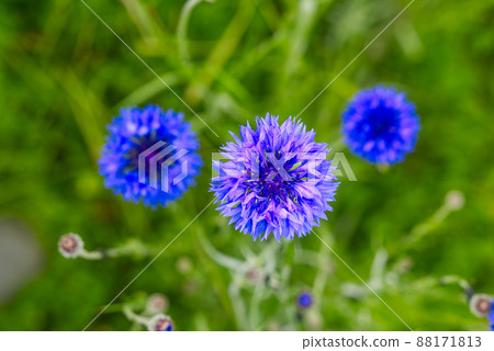 blue bee cornflower, close up on natural background 88171813