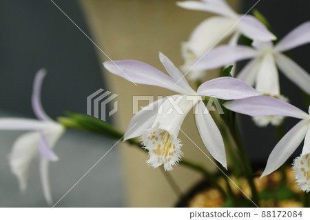 Pleione 88172084