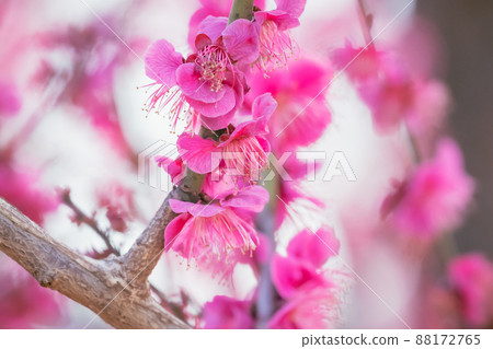 Haishi公園的Meishi Haishi公園的Meishi 88172765