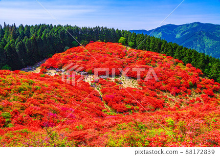 Mt. Katsuragi A spectacular view of the vivid mountain azalea 88172839