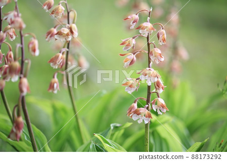 [Shiga Prefecture, Mt. Ryozen, May] Ebine of the Orchidaceae, which grows naturally in Mt. Ryozen 88173292