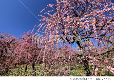 Nabana no Sato, Nagara River, Nagashima Town, Kuwana City, Mie Prefecture 88173340
