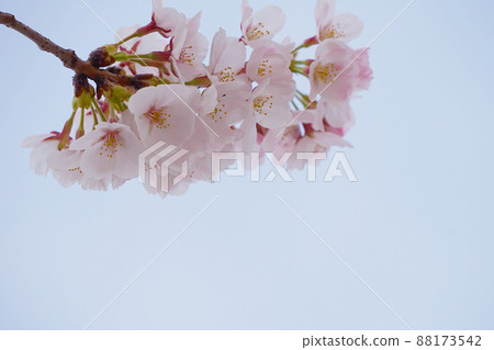 Cherry Blossoms Cherry Blossoms 88173542