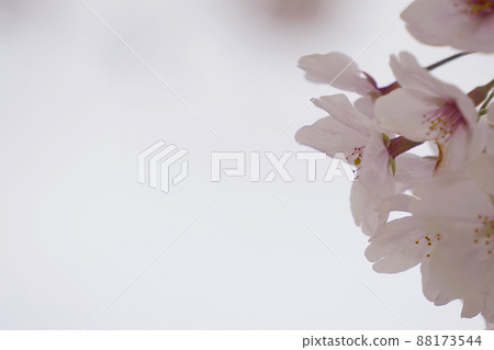 櫻桃樹 88173544