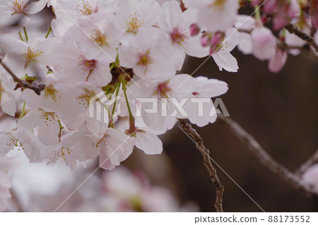 櫻桃樹 櫻桃樹 88173552