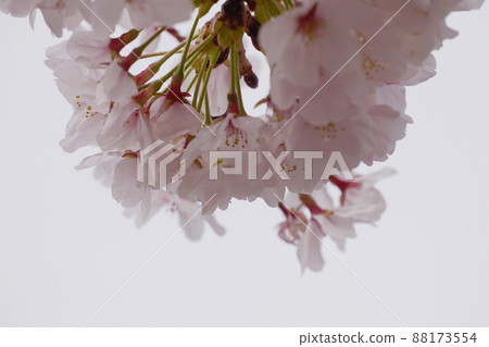 Cherry Blossoms Cherry Blossoms 88173554