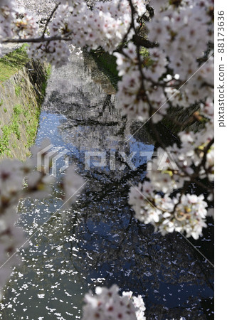 Philosophy Road: A row of cherry blossom trees in Kansetsu Philosophy Road: A row of cherry blossom trees in Kansetsu 88173636