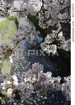 Philosophy Road: A row of cherry blossom trees in Kansetsu Philosophy Road: A row of cherry blossom trees in Kansetsu 88173637