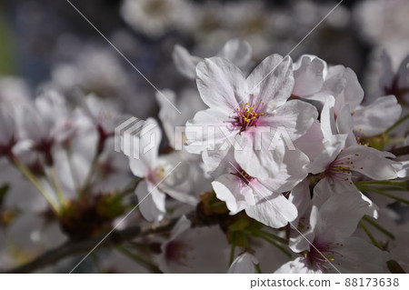 Philosophy Road: A row of cherry blossom trees in Kansetsu Philosophy Road: A row of cherry blossom trees in Kansetsu 88173638