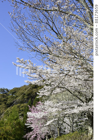 Philosophy Road: A row of cherry blossom trees in Kansetsu Philosophy Road: A row of cherry blossom trees in Kansetsu 88173659