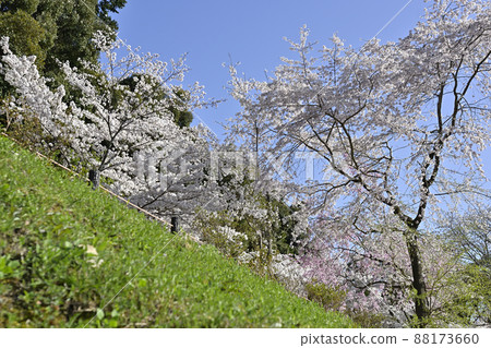 Philosophy Road: A row of cherry blossom trees in Kansetsu Philosophy Road: A row of cherry blossom trees in Kansetsu 88173660