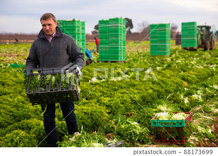 Man gardener holding crate with harvest of lechuga 88173699