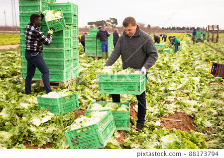 Workers preparing crates with harvested green lettuce 88173794