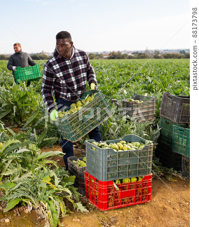 African man stacking boxes with artichokes African man stacking boxes with artichokes 88173798