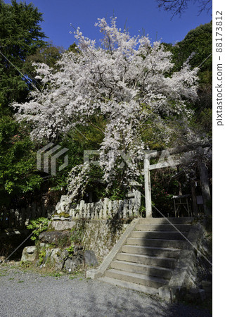 Ootonoya Shrine品牌櫻花 Ootonoya Shrine品牌櫻花 88173812