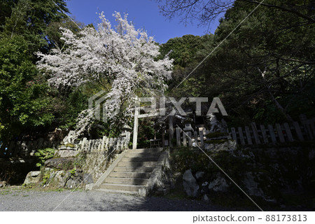 Ootonoya Shrine品牌櫻花 Ootonoya Shrine品牌櫻花 88173813