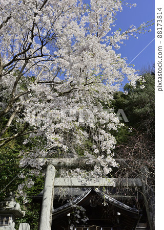 Ootonoya Shrine品牌櫻花 Ootonoya Shrine品牌櫻花 88173814