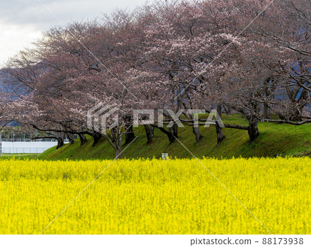 Rape field and cherry blossoms 88173938
