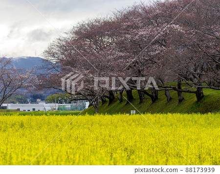 Rape field and cherry blossoms 88173939
