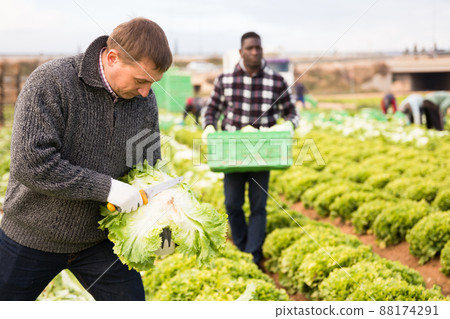 Farmer harvesting green leaf lettuce 88174291