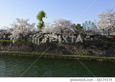 琵琶湖運河(岡崎運河)的一排櫻花樹 琵琶湖運河(岡崎運河)的一排櫻花樹 88174374